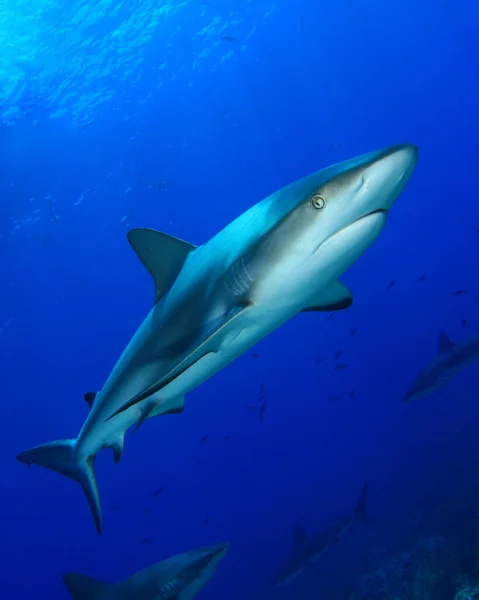 Szörnyű Cápák Tengeri Lakosok Víz Alatti Jelenet Mélykék Óceán — Stock Fotó