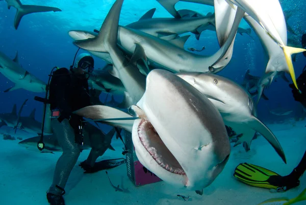 Buceadores Rodeados Tiburones Océano —  Fotos de Stock