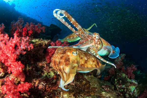 Pharaoh Cuttlefish Pair Mating Royalty Free Stock Photos