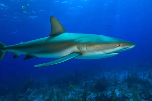 Terrible Shark Marine Inhabitants Underwater Scene Deep Blue Ocean Royalty Free Stock Images