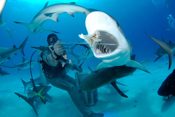 Diver Surrounded Sharks Ocean Stock Image