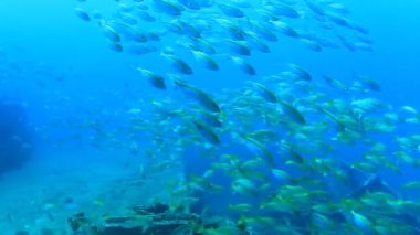 Derin mavi okyanusta sualtı manzaralı deniz sakinleri