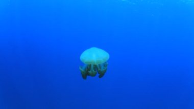 Mavi sularda saydam sarı denizanası