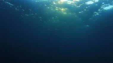 Okyanusun güzel sualtı manzarası