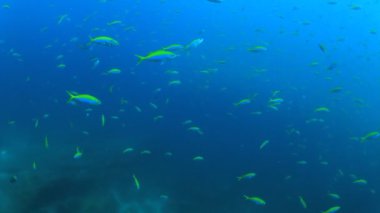 Derin mavi okyanusta sualtı manzaralı deniz sakinleri