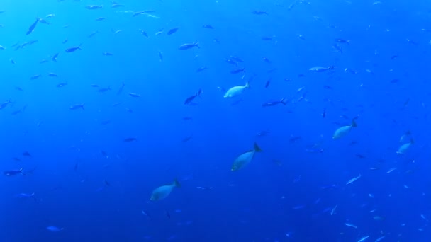 Habitantes Marinhos Com Cena Subaquática Oceano Azul Profundo — Vídeo de Stock