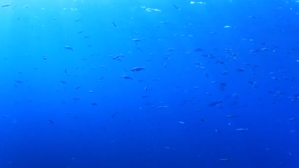 Abitanti Marini Con Scena Subacquea Profondo Oceano Blu — Video Stock