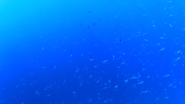 Habitants Marins Avec Scène Sous Marine Dans Océan Bleu Profond — Video