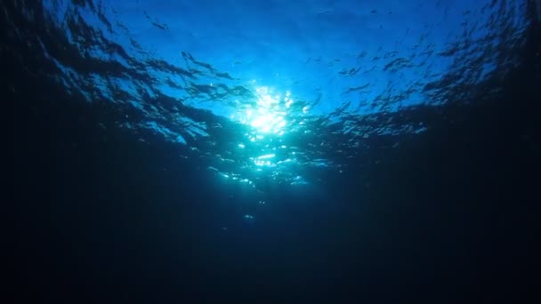 Peisaj Subacvatic Frumos Oceanului — Videoclip de stoc