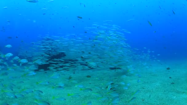 Mořští Obyvatelé Podvodní Scénou Hlubokém Modrém Oceánu — Stock video