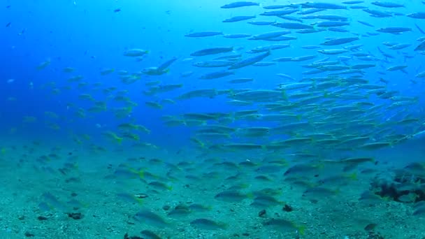 在深蓝色海洋中的水下场景的海洋居民 — 图库视频影像