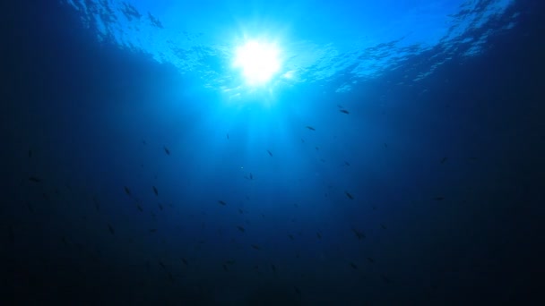 Gyönyörű Víz Alatti Táj Óceán — Stock videók