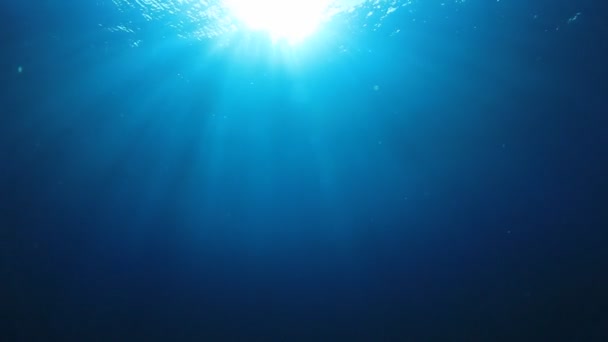 Красивый Подводный Пейзаж Океана — стоковое видео