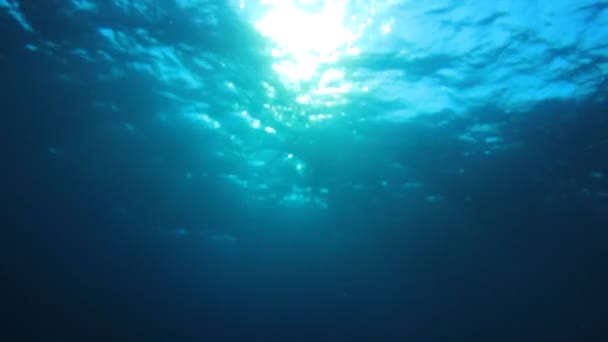 Beau Paysage Sous Marin Océan — Video