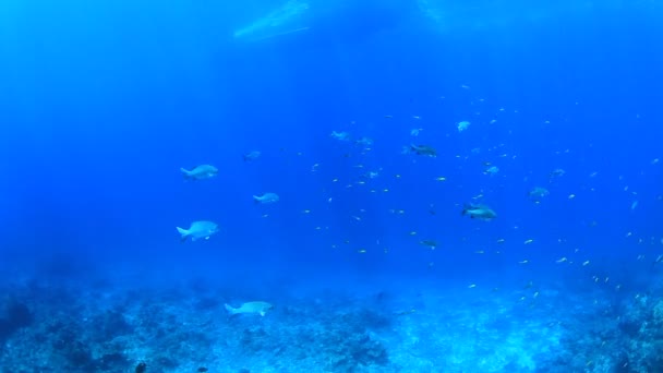 Meeresbewohner Mit Unterwasserszene Tiefblauen Ozean — Stockvideo