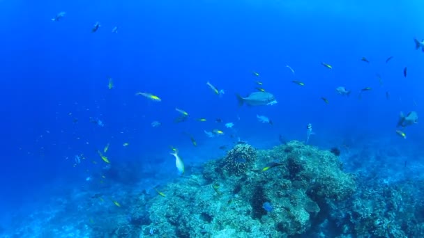 Mořští Obyvatelé Podvodní Scénou Hlubokém Modrém Oceánu — Stock video