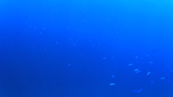 在深蓝色海洋中的水下场景的海洋居民 — 图库视频影像