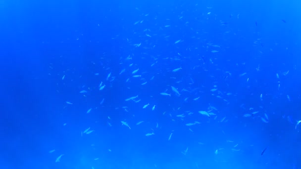 Marine Inhabitants Underwater Scene Deep Blue Ocean — Stock Video