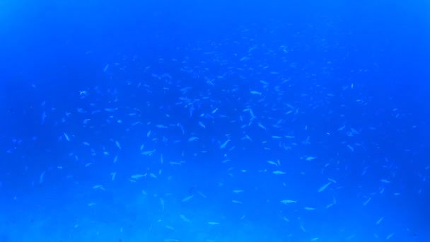 Marine Inhabitants Underwater Scene Deep Blue Ocean — Stock Video