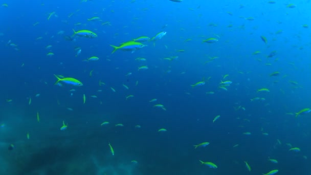 Tengeri Lakosok Víz Alatti Jelenettel Mélykék Óceánban — Stock videók