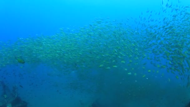 Meeresbewohner Mit Unterwasserszene Tiefblauen Ozean — Stockvideo