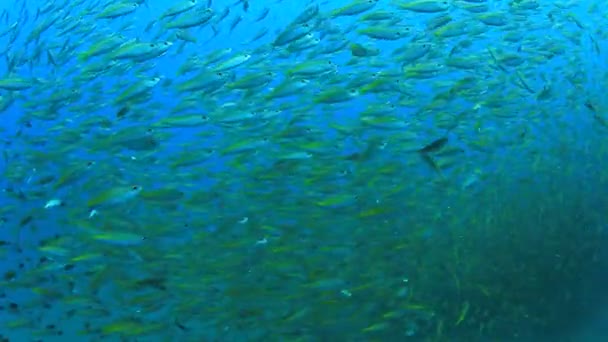 Habitantes Marinhos Com Cena Subaquática Oceano Azul Profundo — Vídeo de Stock