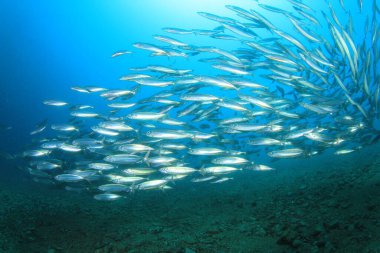 Derin mavi okyanusta deniz sakinleri