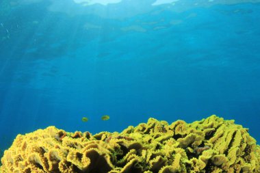 Derin mavi okyanusta sualtı manzaralı deniz sakinleri