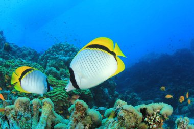 Derin mavi okyanusta deniz sakinleri