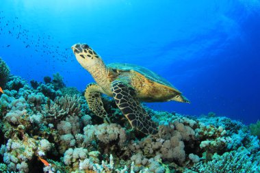 Doğal okyanus ortamında dev kaplumbağa.