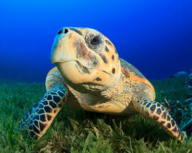 Doğal okyanus ortamında dev kaplumbağa.