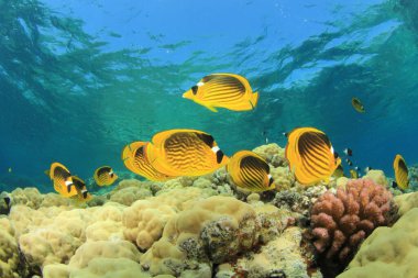 Derin mavi okyanusta deniz sakinleri