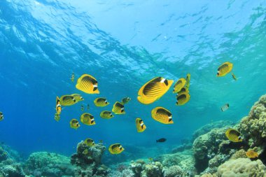 Derin mavi okyanusta deniz sakinleri