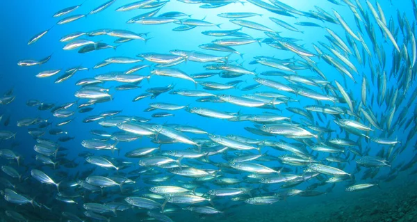 Zeebewoners Diepblauwe Oceaan — Stockfoto