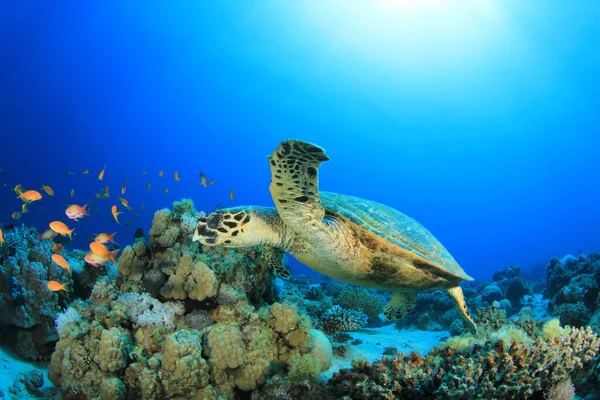 Óriásteknős Természetes Óceáni Élőhelyen — Stock Fotó