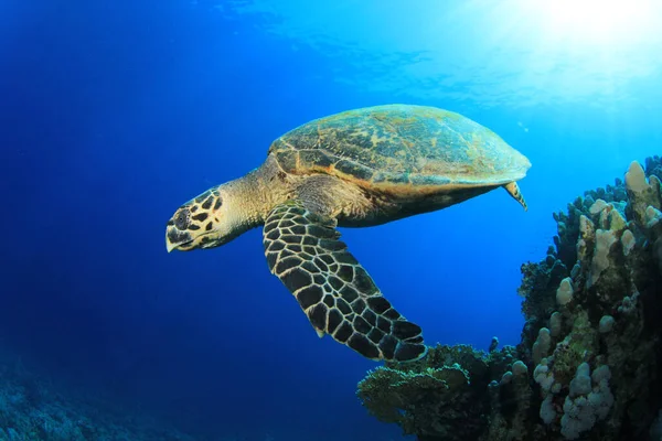 Reuzenschildpad Natuurlijke Oceaanhabitat — Stockfoto