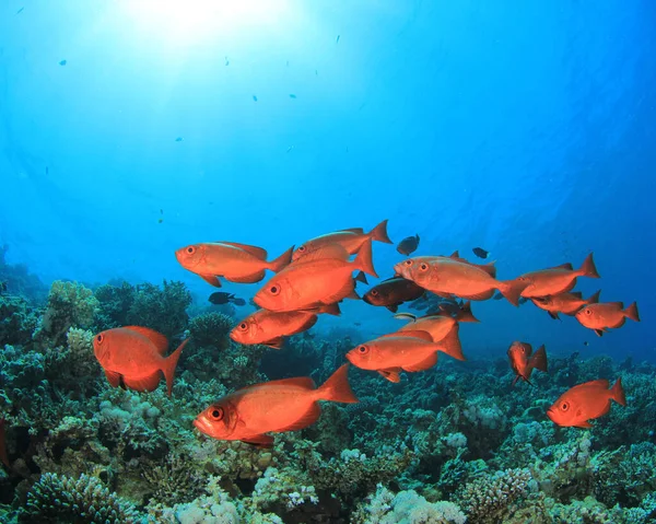 Zeebewoners Diepblauwe Oceaan — Stockfoto