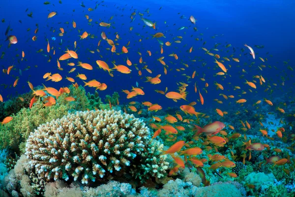 Habitantes Marinhos Oceano Azul Profundo — Fotografia de Stock