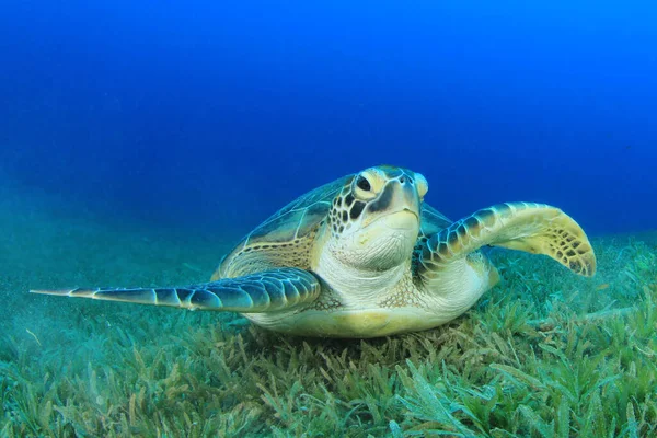 Kjempeskilpadde Naturlig Havmiljø – stockfoto