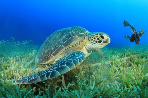 Tartaruga Gigante Nell Habitat Naturale Dell Oceano — Foto Stock