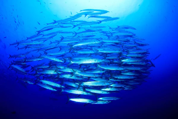 Habitantes Marinos Océano Azul Profundo — Foto de Stock