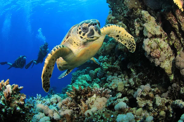 Mavi denizin derinliklerindeki bir grup dalgıç ve kaplumbağanın sualtı fotoğrafı.