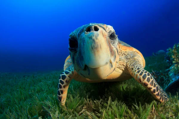 Tortue Géante Dans Habitat Naturel Océan — Photo