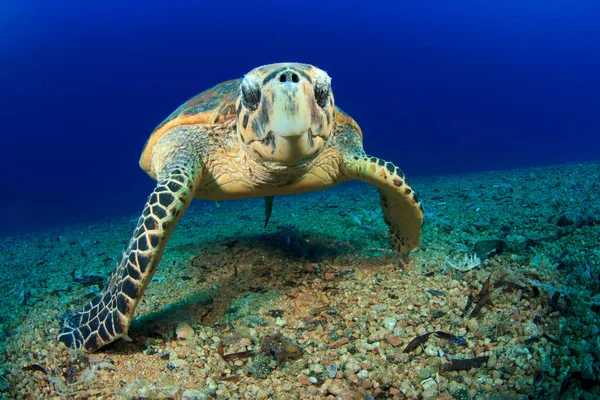 Riesenschildkröte Natürlichen Lebensraum Ozean — Stockfoto