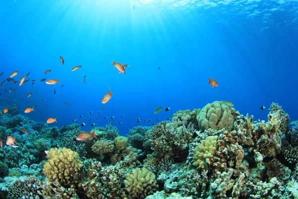 Habitants Marins Dans Océan Bleu Profond — Photo