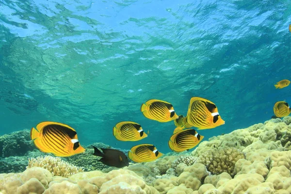 Habitantes Marinhos Oceano Azul Profundo — Fotografia de Stock