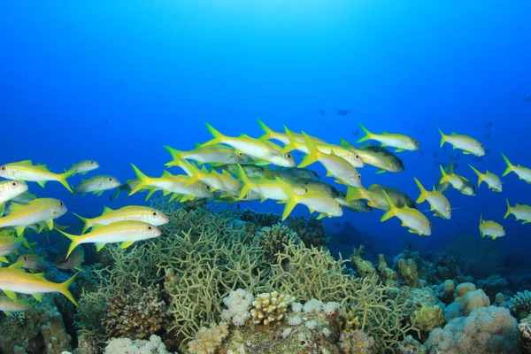 Морские Обитатели Глубоком Голубом Океане — стоковое фото