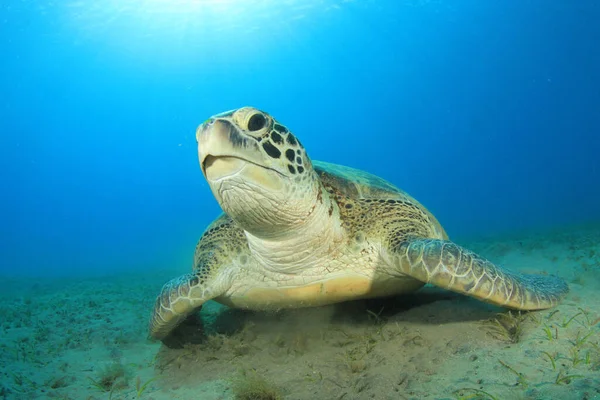 Riesenschildkröte Natürlichen Lebensraum Ozean — Stockfoto