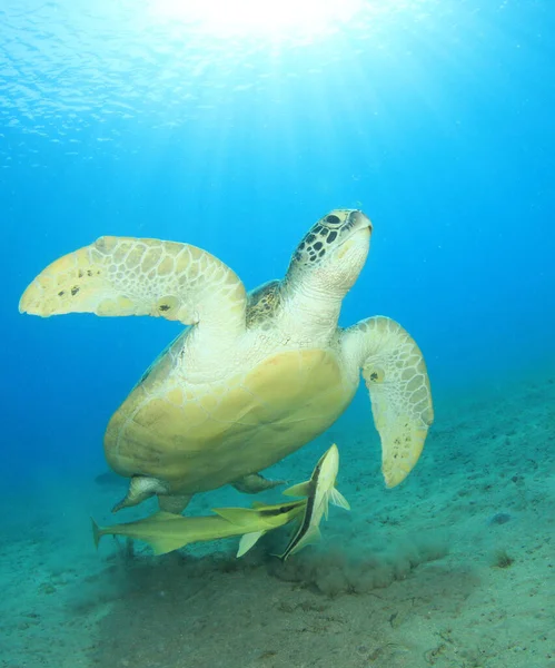 Гигантская Черепаха Естественной Среде Обитания Океана — стоковое фото