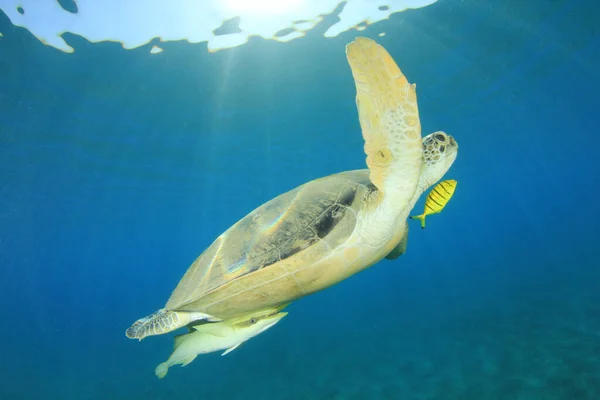 Reuzenschildpad Natuurlijke Oceaanhabitat — Stockfoto